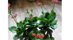 长寿花叶子发黄怎么办