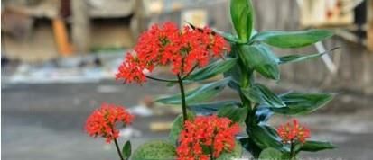 长寿花叶子发黄怎么办