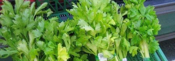 芹菜怎么放保存时间长