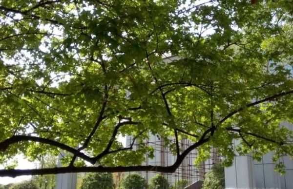 植树节的来历和意义