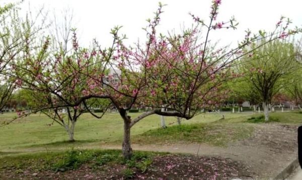 植树节的来历和意义