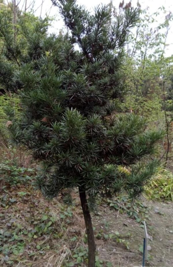 植树节的来历和意义