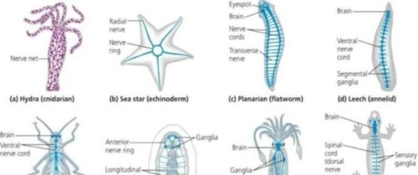 动物器官分为哪几大类