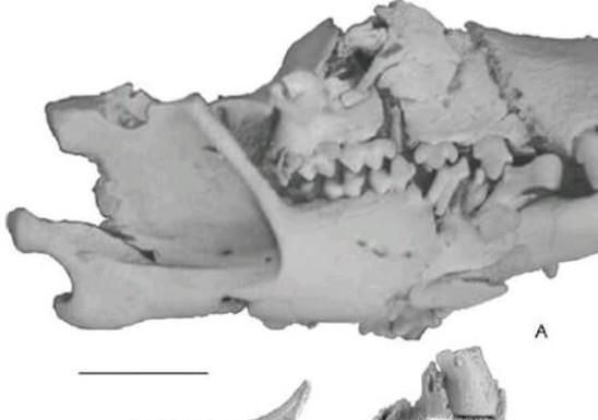 动物器官分为哪几大类