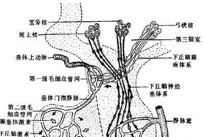 动物器官分为哪几大类
