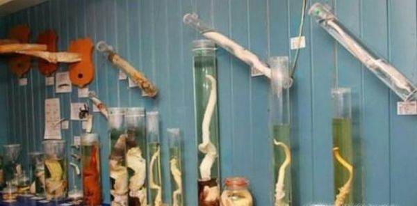 动物器官分为哪几大类