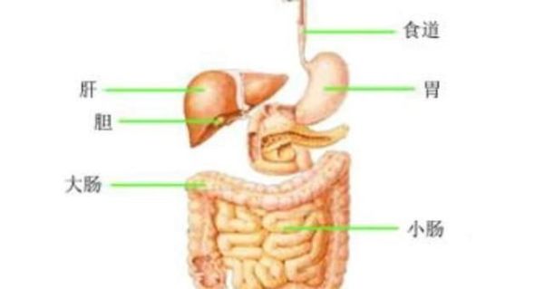 动物器官分为哪几大类