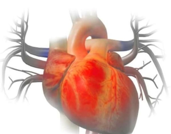 动物器官分为哪几大类