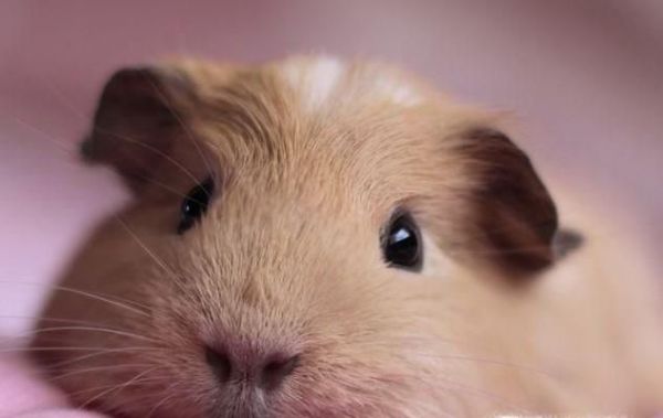 荷兰猪为什么晚上叫？