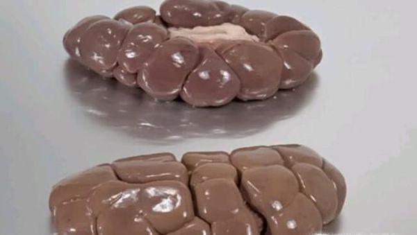 动物器官分为哪几大类