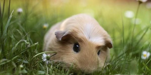 荷兰猪为什么晚上叫？