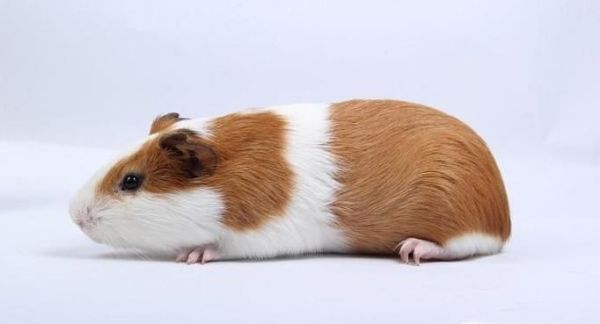 荷兰猪为什么晚上叫？