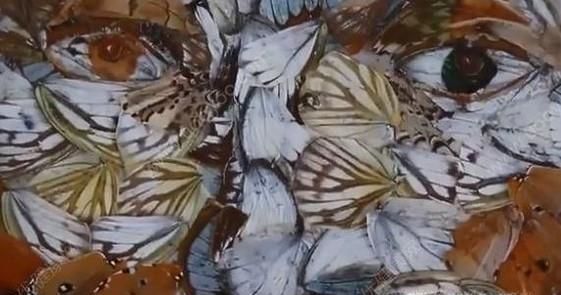 怎样看待艺术生用活蝴蝶做毕业设计