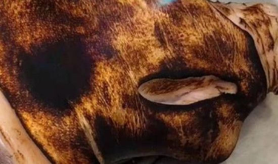 猪蹄烤黑了怎么清洗