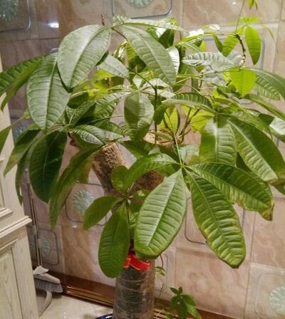 植物的六大器官是什么