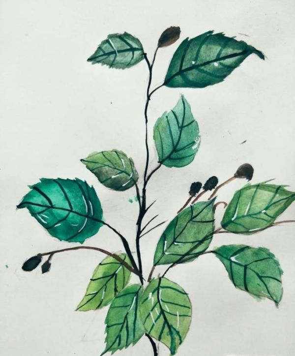 植物的六大器官是什么