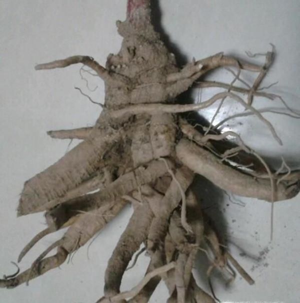 植物的六大器官是什么