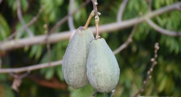 植物的六大器官是什么
