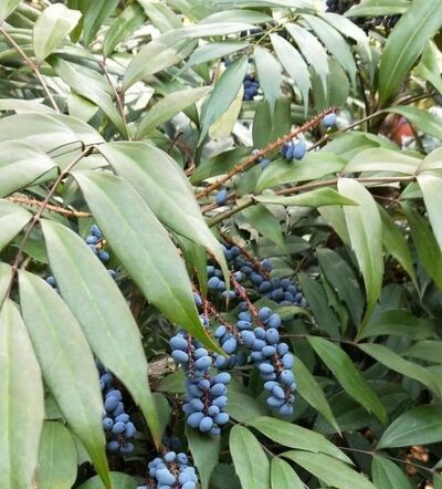 植物的六大器官是什么