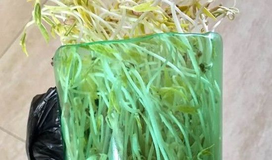 巧生豆芽不长须根法