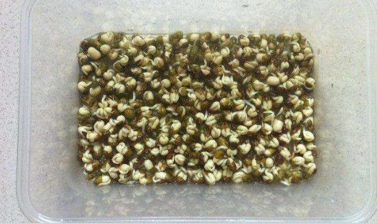 巧生豆芽不长须根法