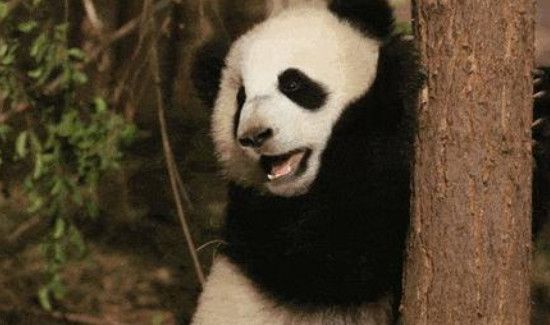 野生大熊猫平均寿命