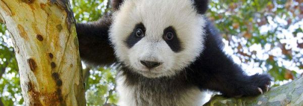 野生大熊猫平均寿命