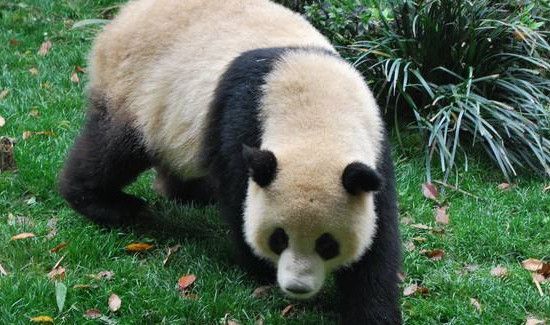 野生大熊猫平均寿命