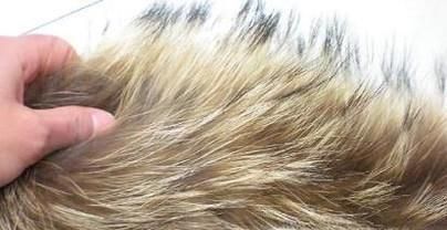 怎么鉴别狐狸毛~