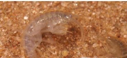 如何去除床上螨虫的办法