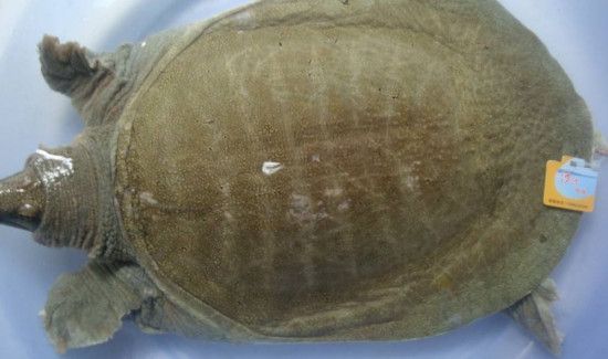 甲鱼如何保存