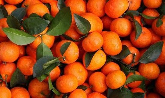 沙糖桔不能和什么同吃