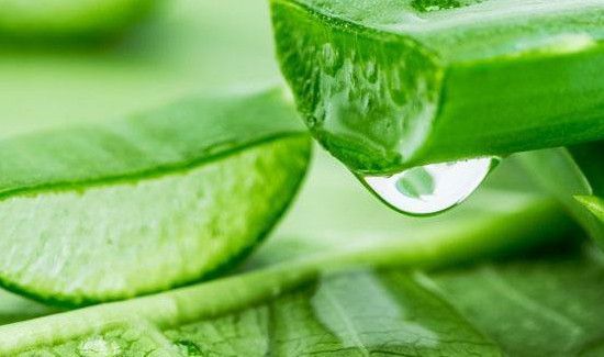 新鲜芦荟可以吃吗