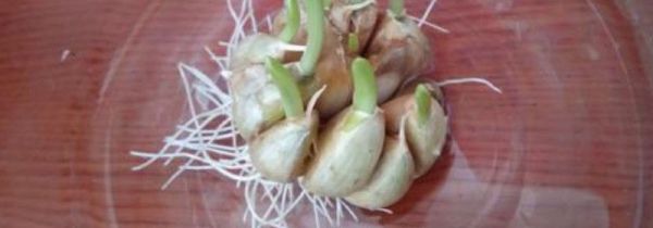 大蒜绿了还能吃吗