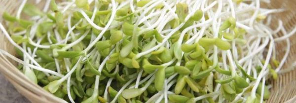 芽菜和梅干菜的区别