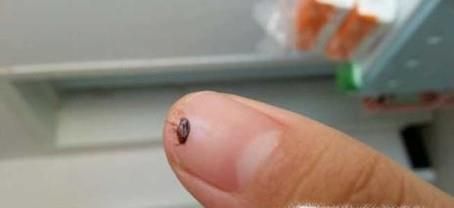 家里有跳蚤怎么办呢