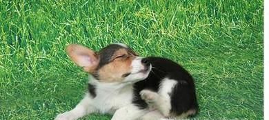 家里有跳蚤怎么办呢