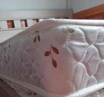 家里有跳蚤怎么办呢