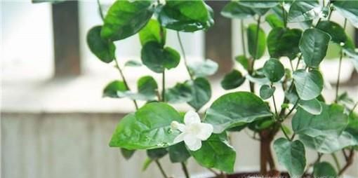 茶叶都有什么妙用？