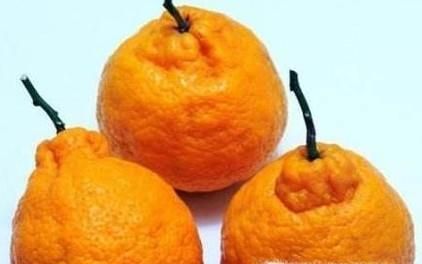 买水果时怎样挑选丑橘？