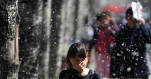 春季如何轻松抵御柳絮？