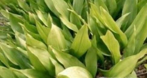 一叶兰叶子发黄怎么办