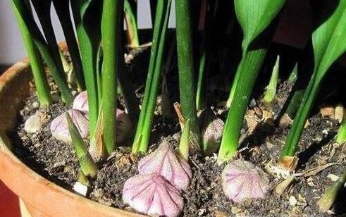 一叶兰叶子发黄怎么办