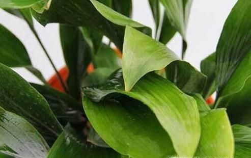 一叶兰叶子发黄怎么办