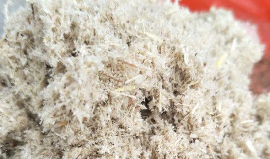 甘蔗渣属于哪类垃圾