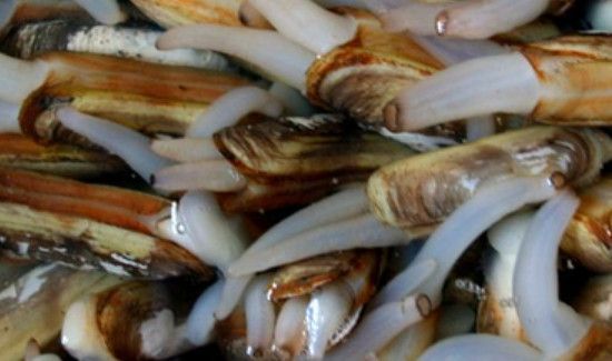 蛏王肉怎么处理干净