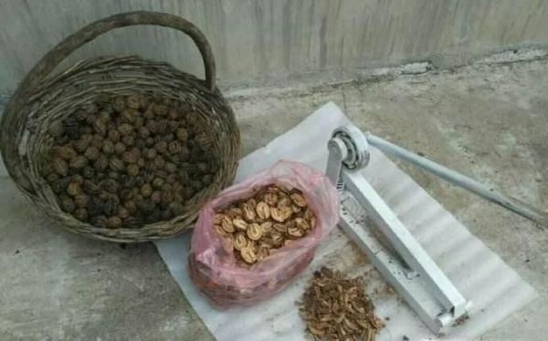 山核桃怎么剥？