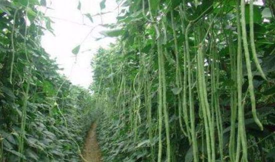 江豆和豇豆的区别