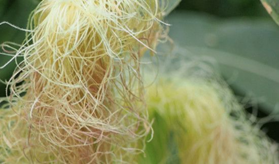 玉米须的功效作用禁忌