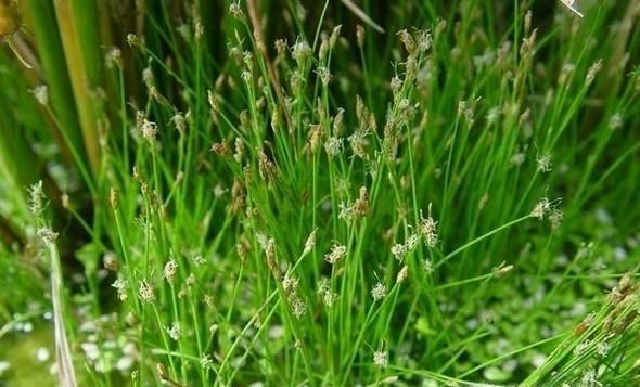 牛毛草种子怎么种植